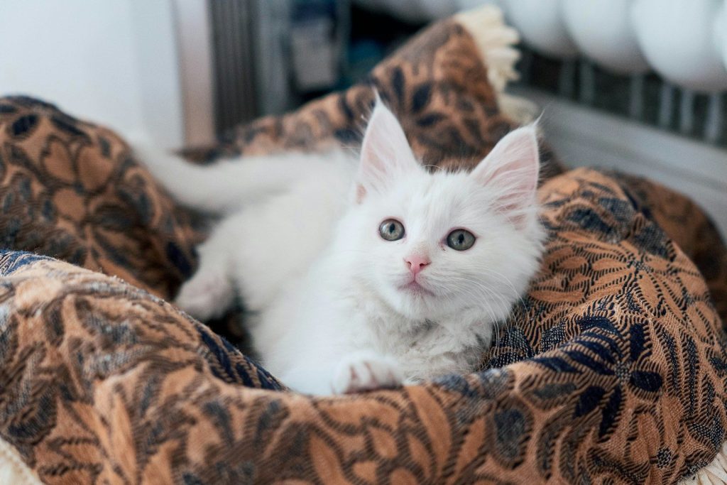 a white kitten is sitting in a bed