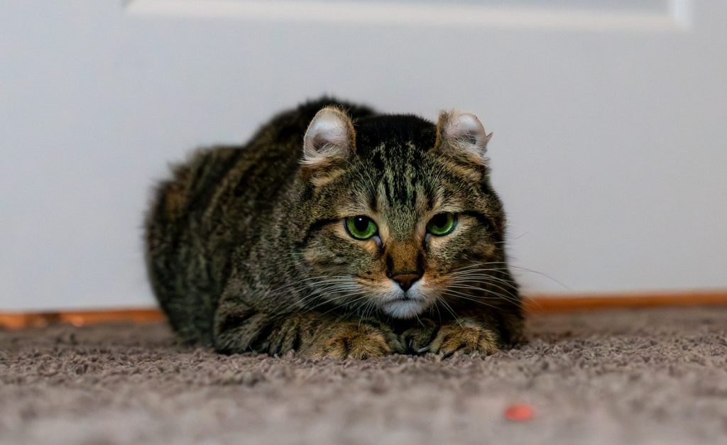 A tabby cat with curled ears lies on a carpet.
