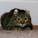 A tabby cat with curled ears lies on a carpet.