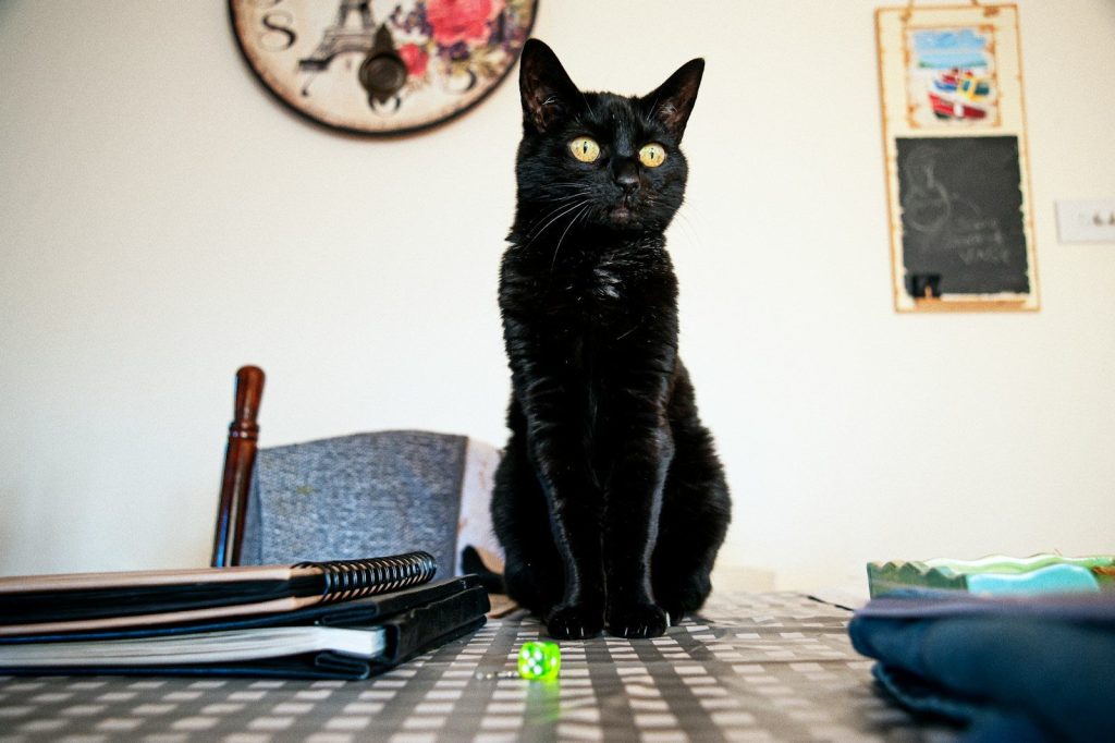 black cat on white table