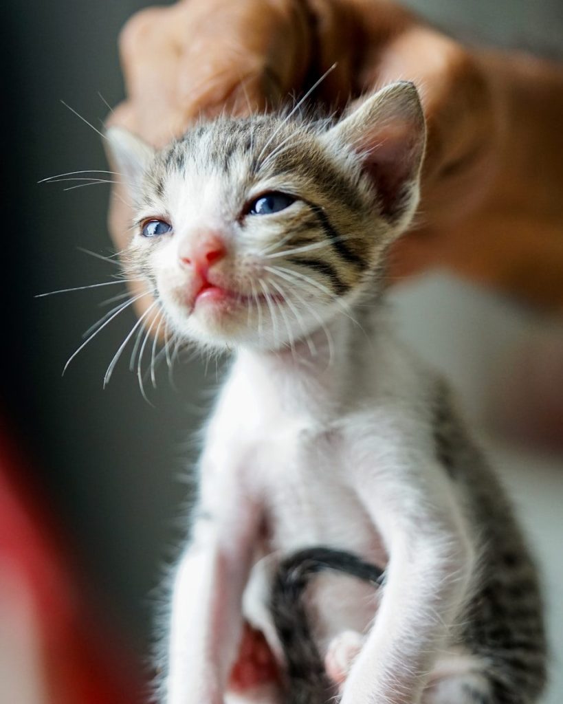 black, brown, and white tabby kitten