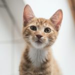 orange tabby cat in white background