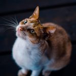 orange and white cat