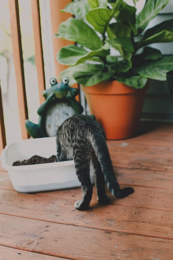 brown tabby cat near green leaf plant