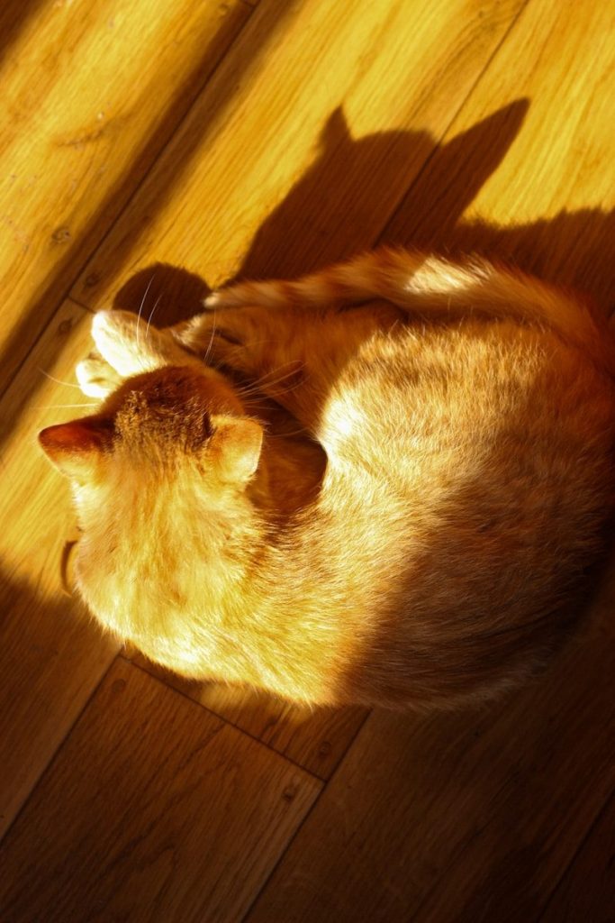 an orange and white cat laying on top of a wooden floor