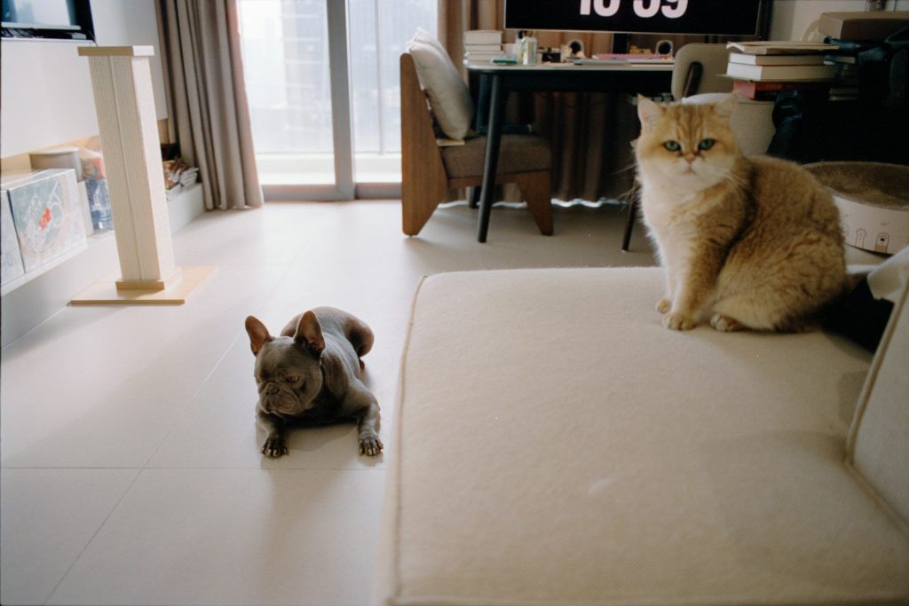 Two cats relaxing in a modern living room.