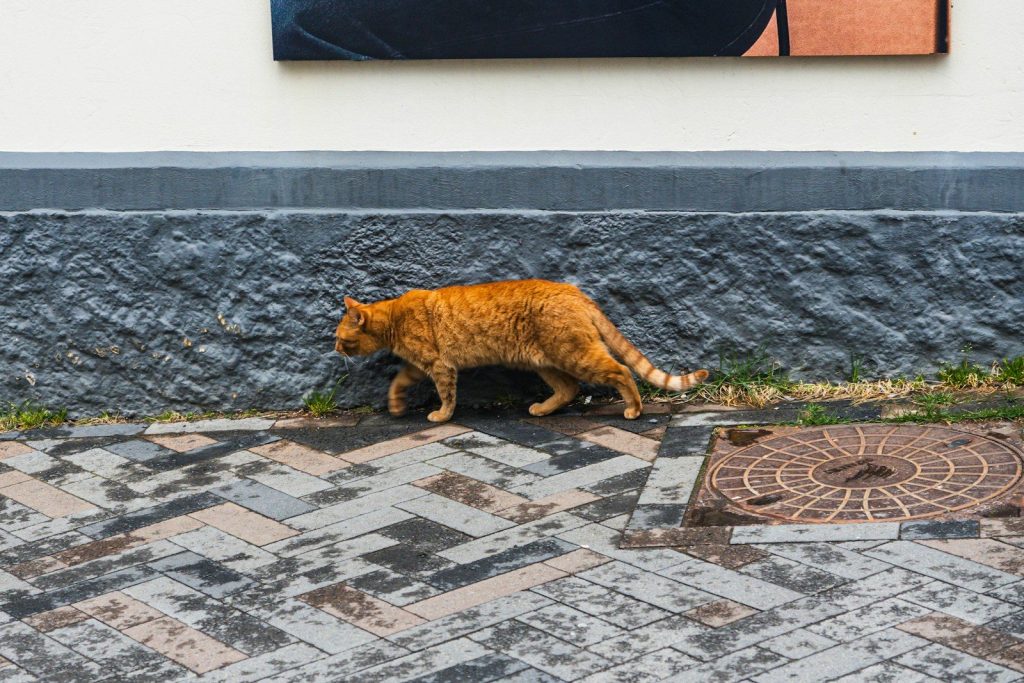 a cat walking on a sidewalk next to a manhole