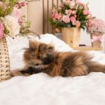a cat laying on a bed next to a basket of flowers