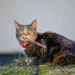 a cat with a collar and leash sitting in the grass