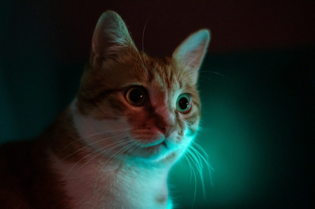 A cat sitting in a dark room with a green light