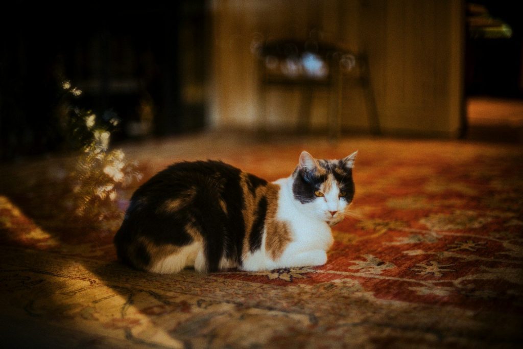 A calico cat rests on a patterned rug