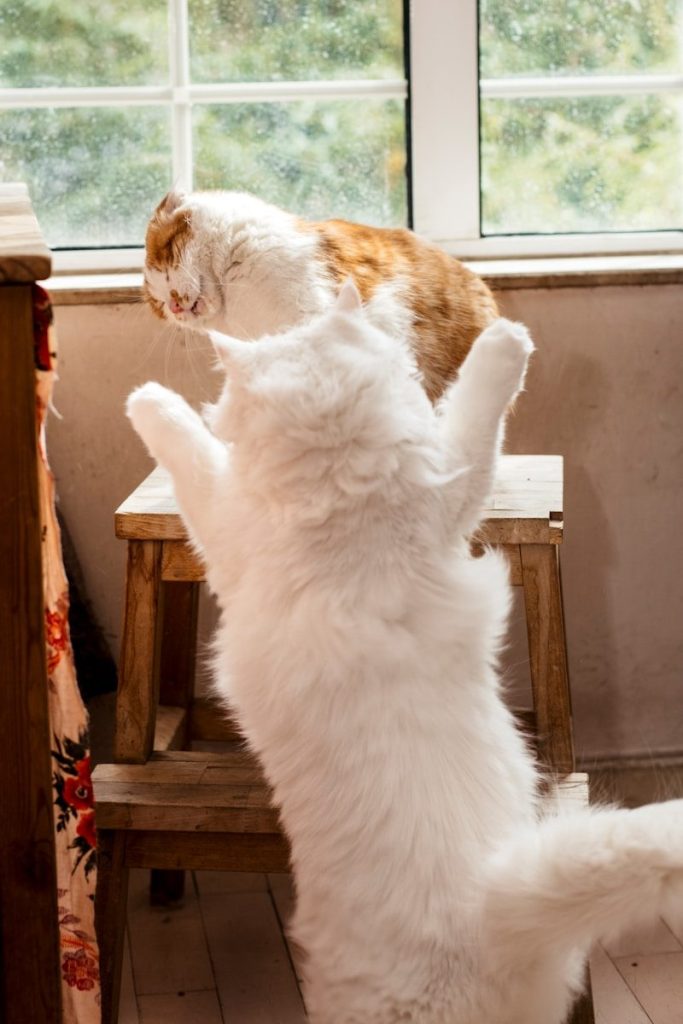 a cat standing on its hind legs in front of a window