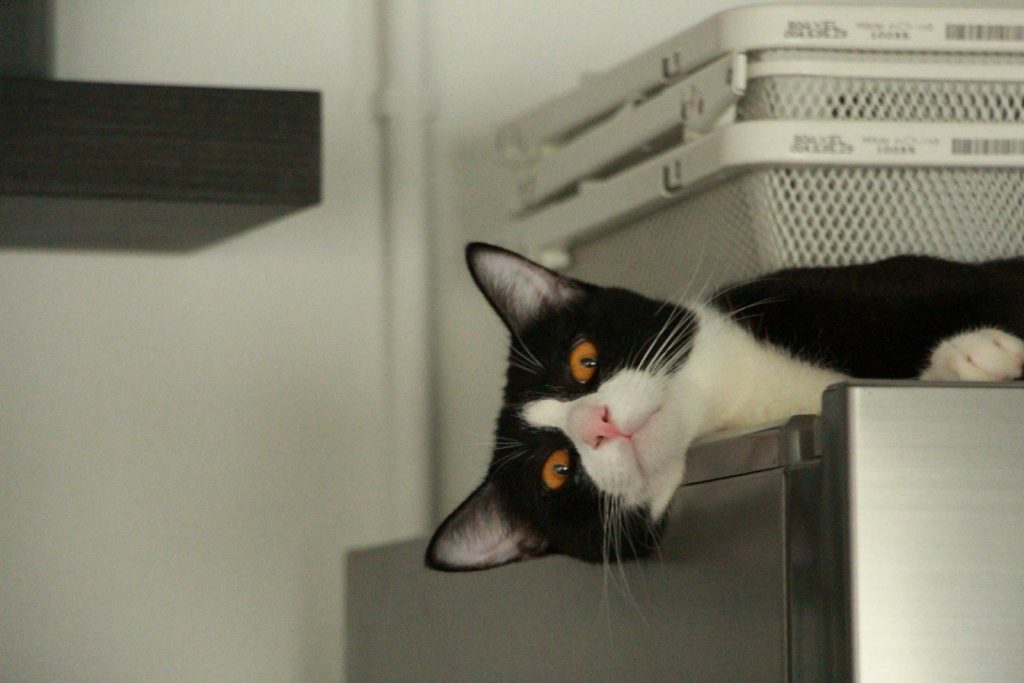 A black and white cat rests on shelves.