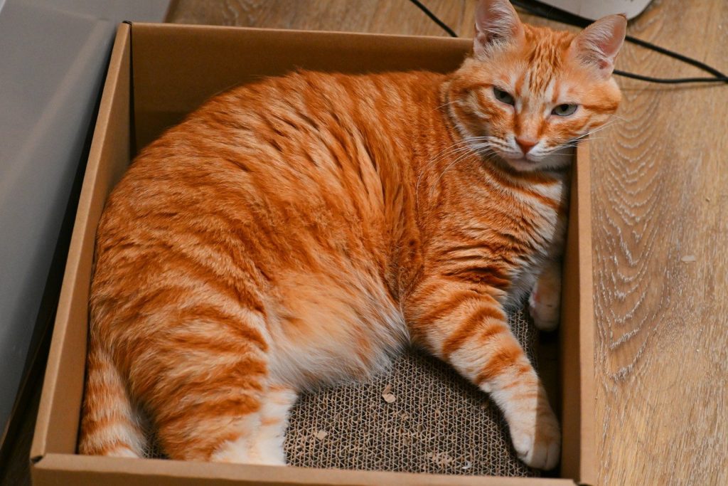 An orange tabby cat rests in a cardboard box.