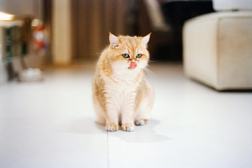 A fluffy ginger cat sits on a white floor.