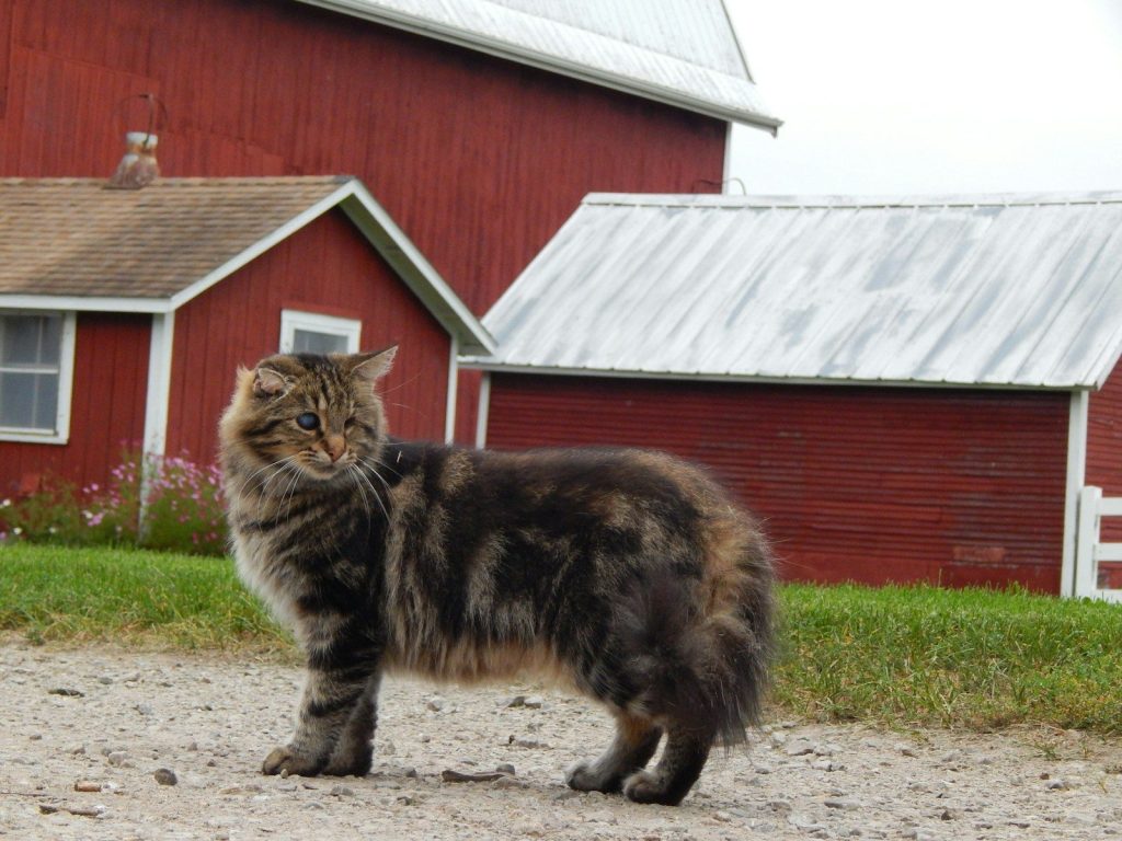 a cat walking on a dirt path