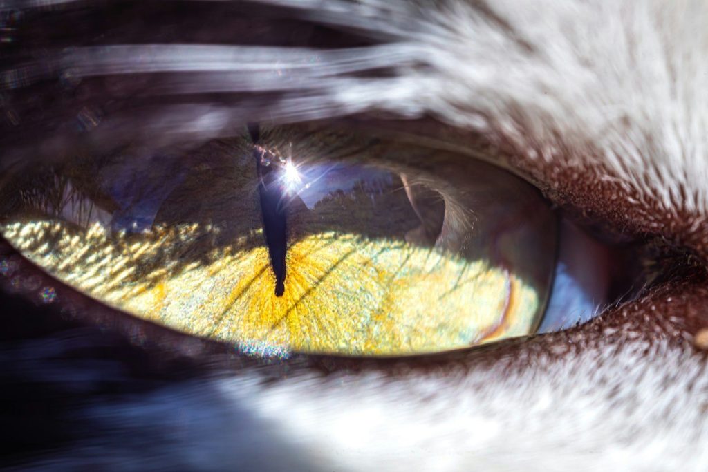 A close up view of a cat's eye