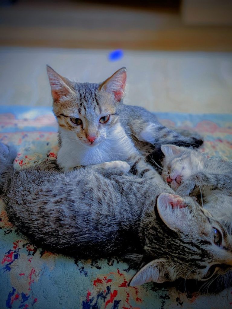 a couple of cats laying on top of each other