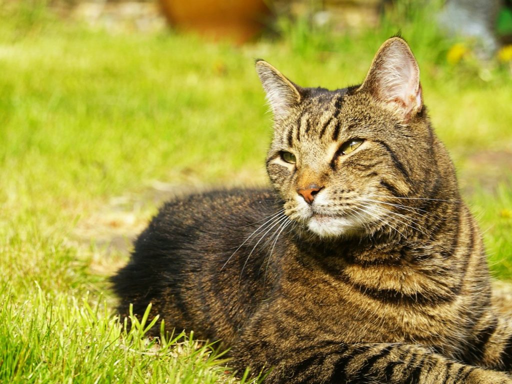 A tabby cat rests on the green grass.