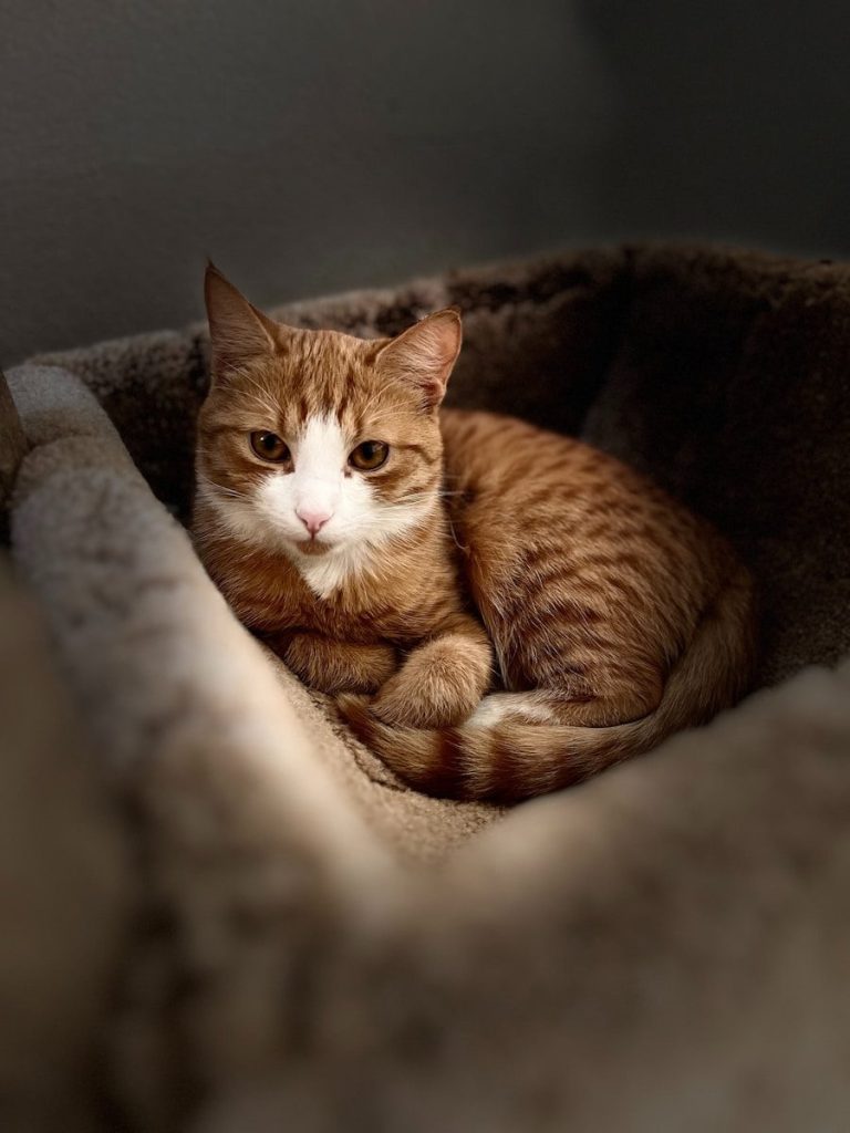 An orange tabby cat rests comfortably in a plush bed.