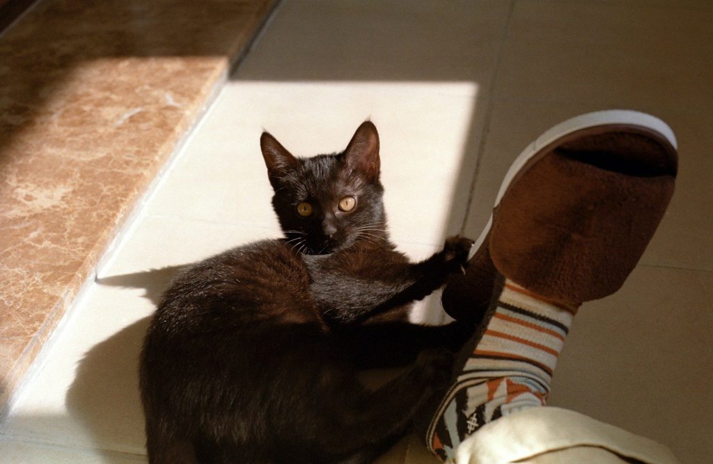 a cat sitting on the ground next to a person's feet