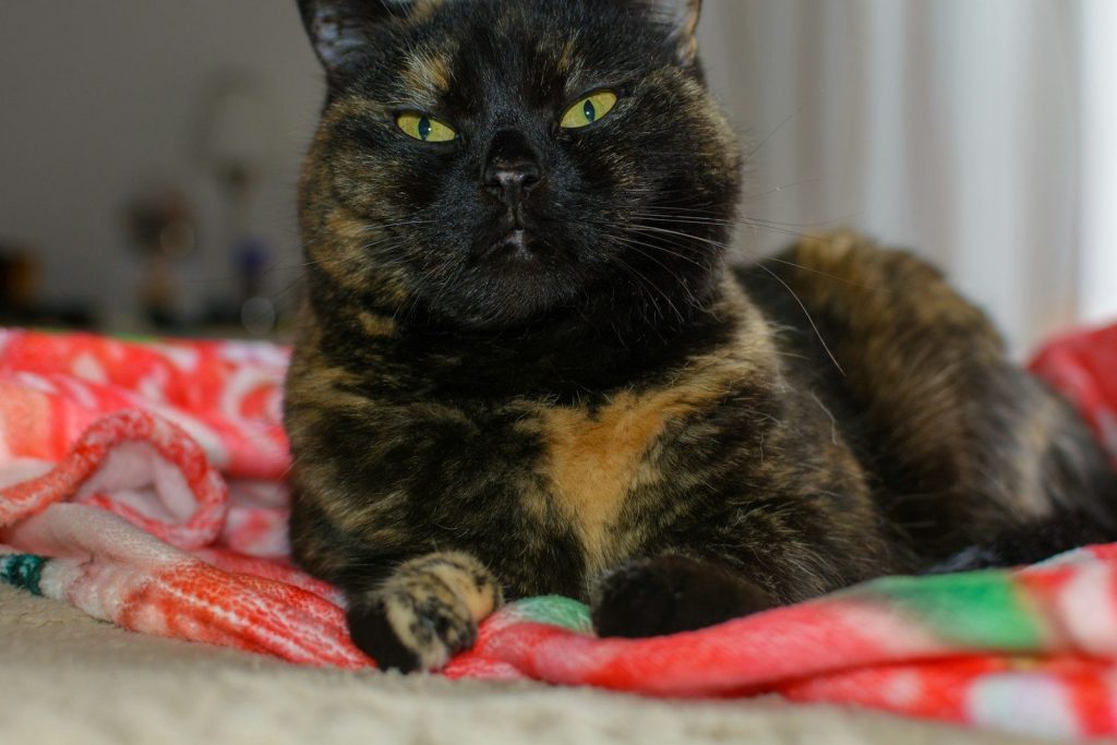 A tortoiseshell cat with green eyes lies on a blanket.