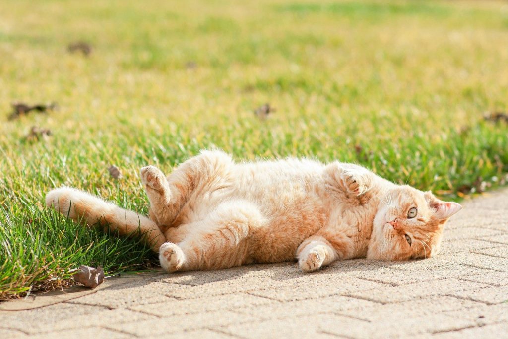 A fluffy orange cat rolls on its back in grass.