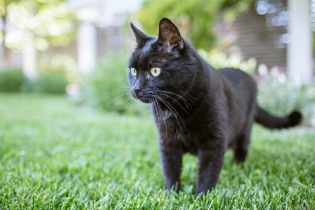 A black cat with yellow eyes stands on green grass.