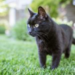A black cat with yellow eyes stands on green grass.