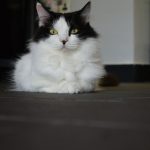 white and black cat on brown wooden table
