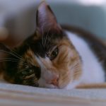 a cat lying down