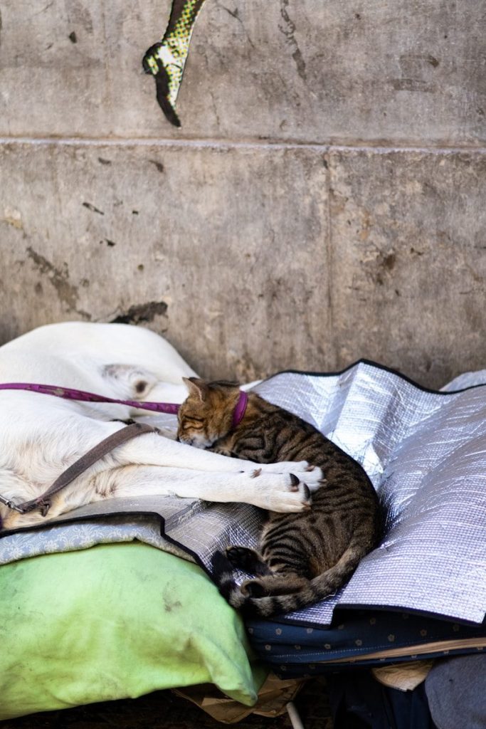 A dog and a cat sleeping on a bed