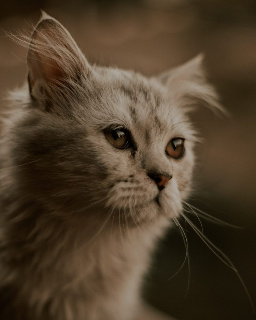 a close up of a cat