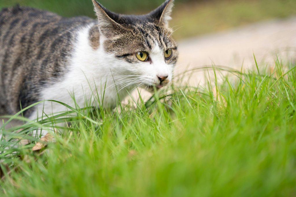 a cat that is walking in the grass