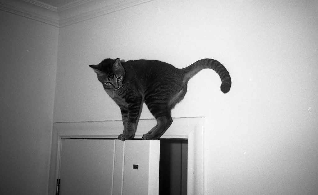 A tabby cat stands on top of a door.