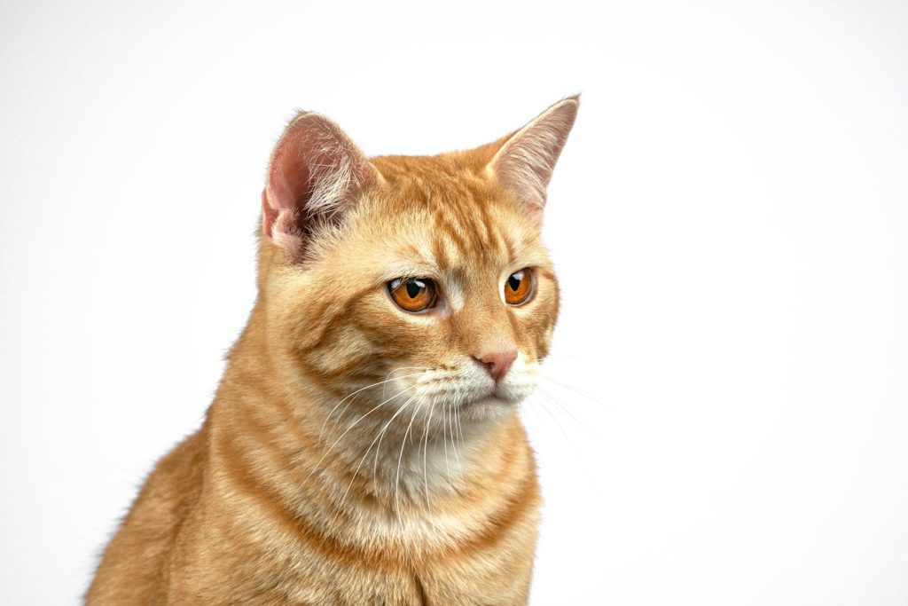 a close up of a cat with a white background