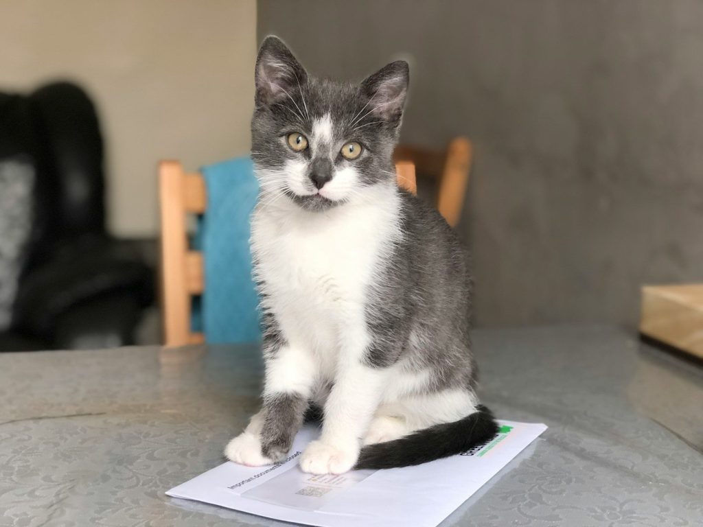 white and black cat on white paper