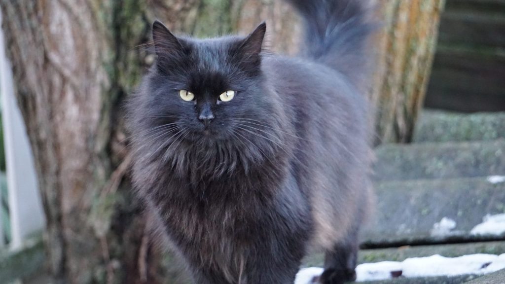 A fluffy black cat with yellow eyes stands outside.