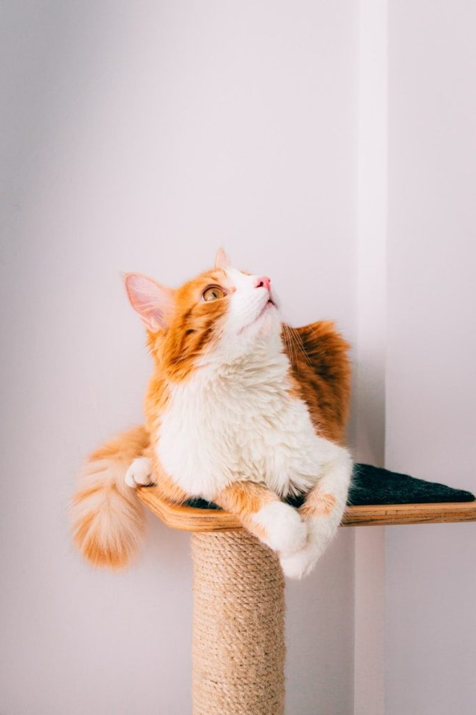 A cat laying on top of a scratching post