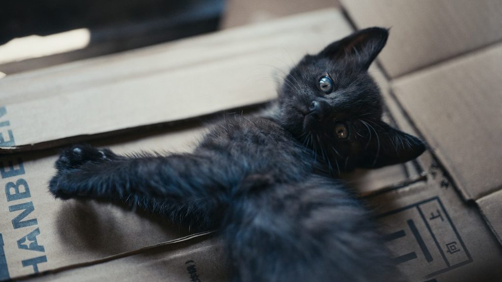 a black cat laying on top of a cardboard box