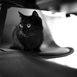 A black cat with bright eyes sits on a chair.