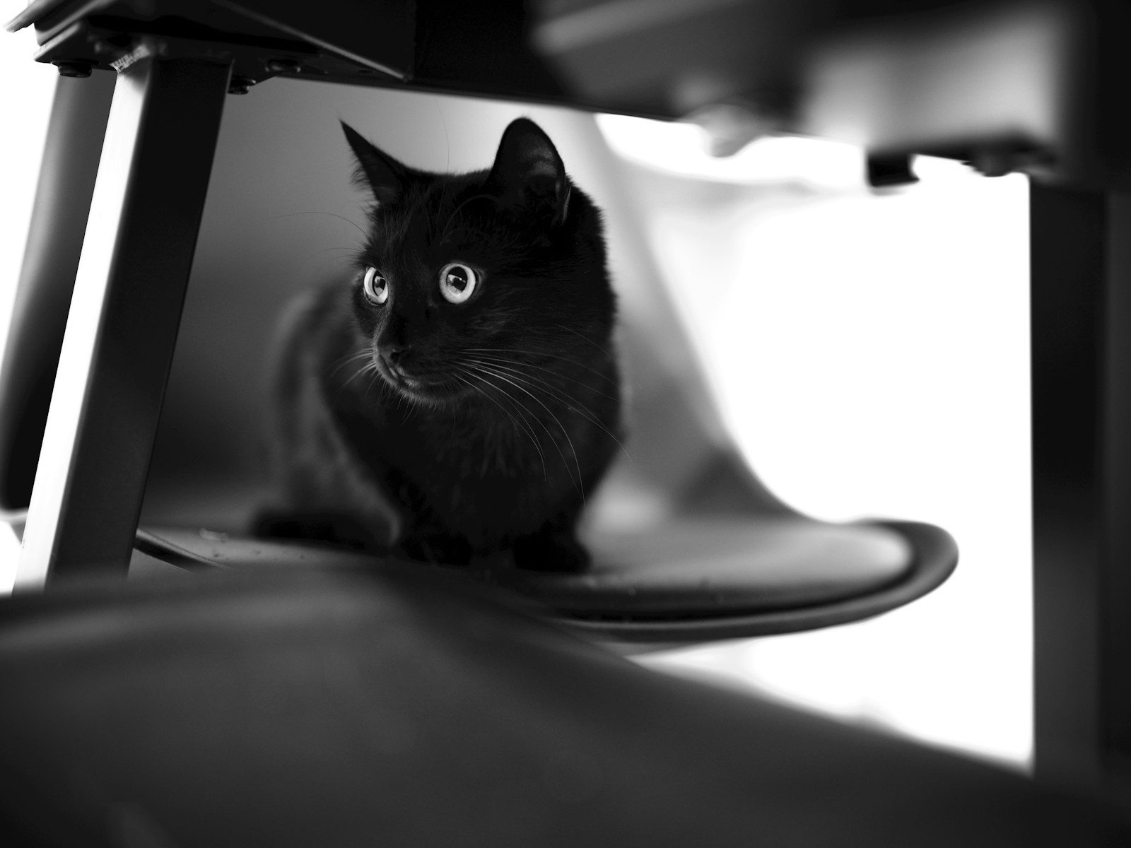 A black cat with bright eyes sits on a chair.