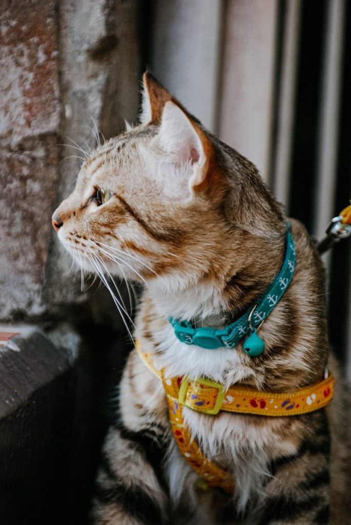 white and black tabby cat