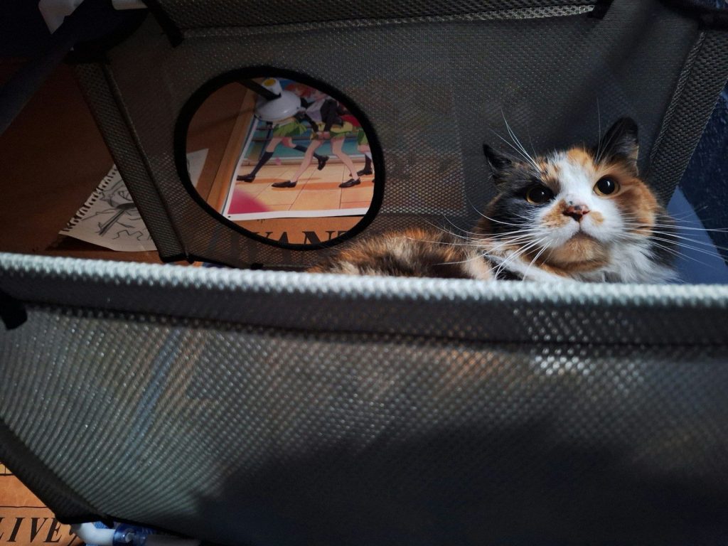 A cat is sitting inside of a suitcase