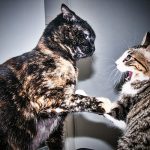 two black cats