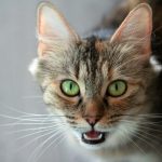a close up of a cat with green eyes