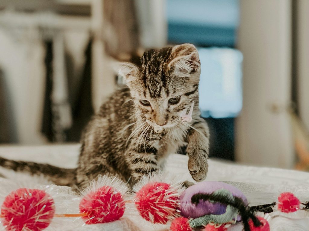 brown tabby cat on white textile