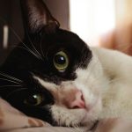 closeup photo of cat