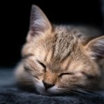 a cat sleeping on a blanket