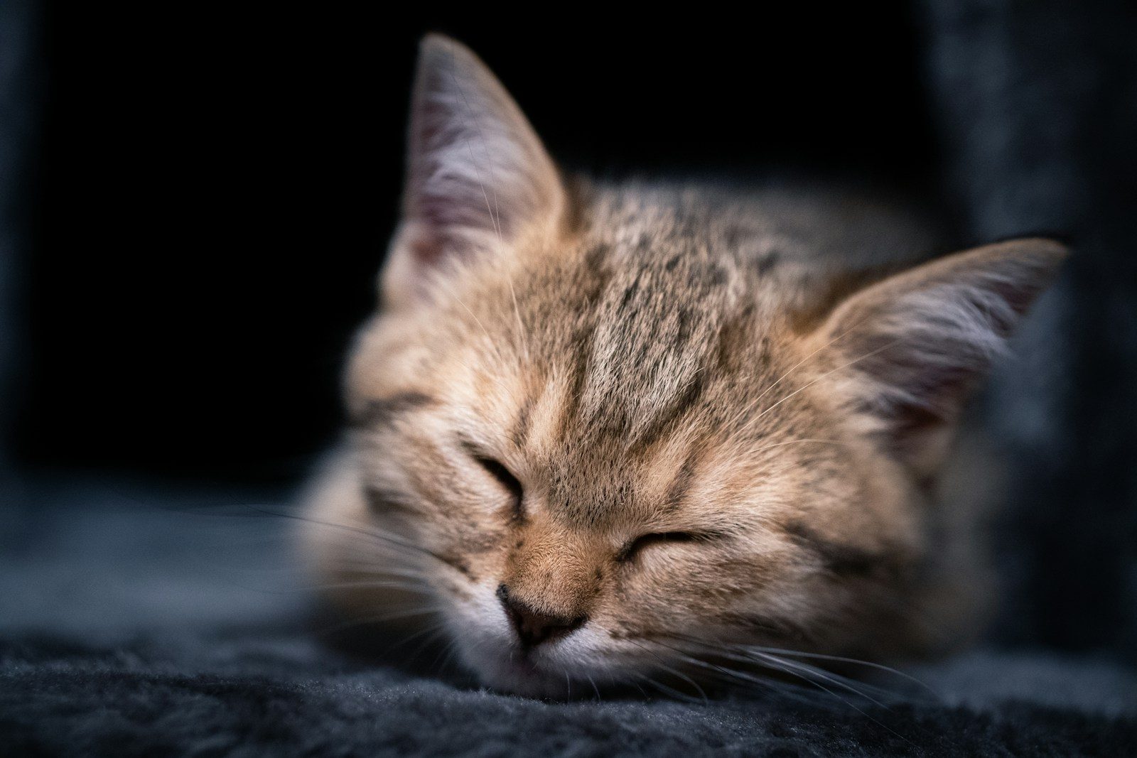 a cat sleeping on a blanket
